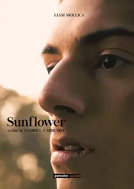 《向日葵2023》全集高清完整版在线观看与剧情解析